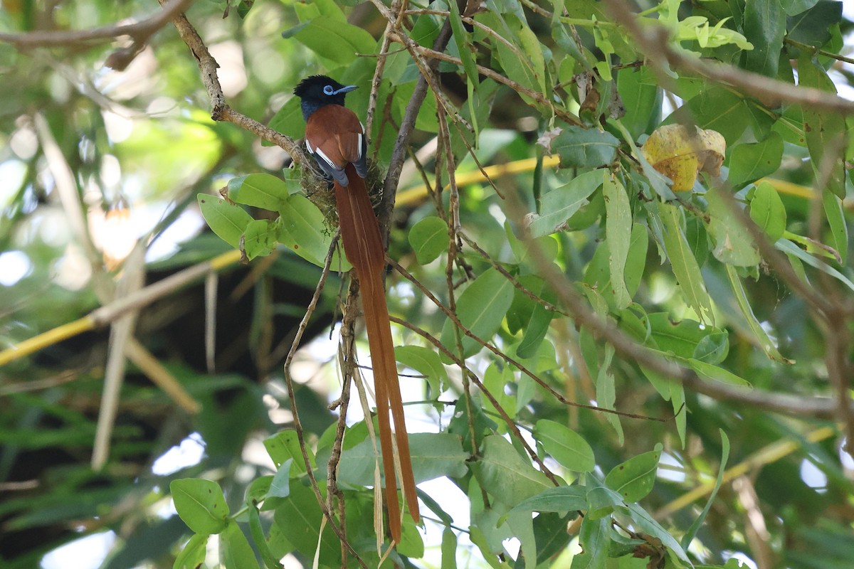 African Paradise-Flycatcher - ML623622230