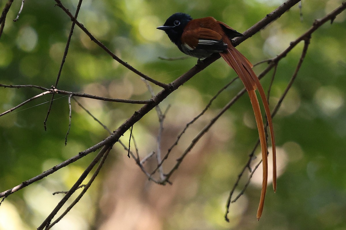 African Paradise-Flycatcher - ML623622232