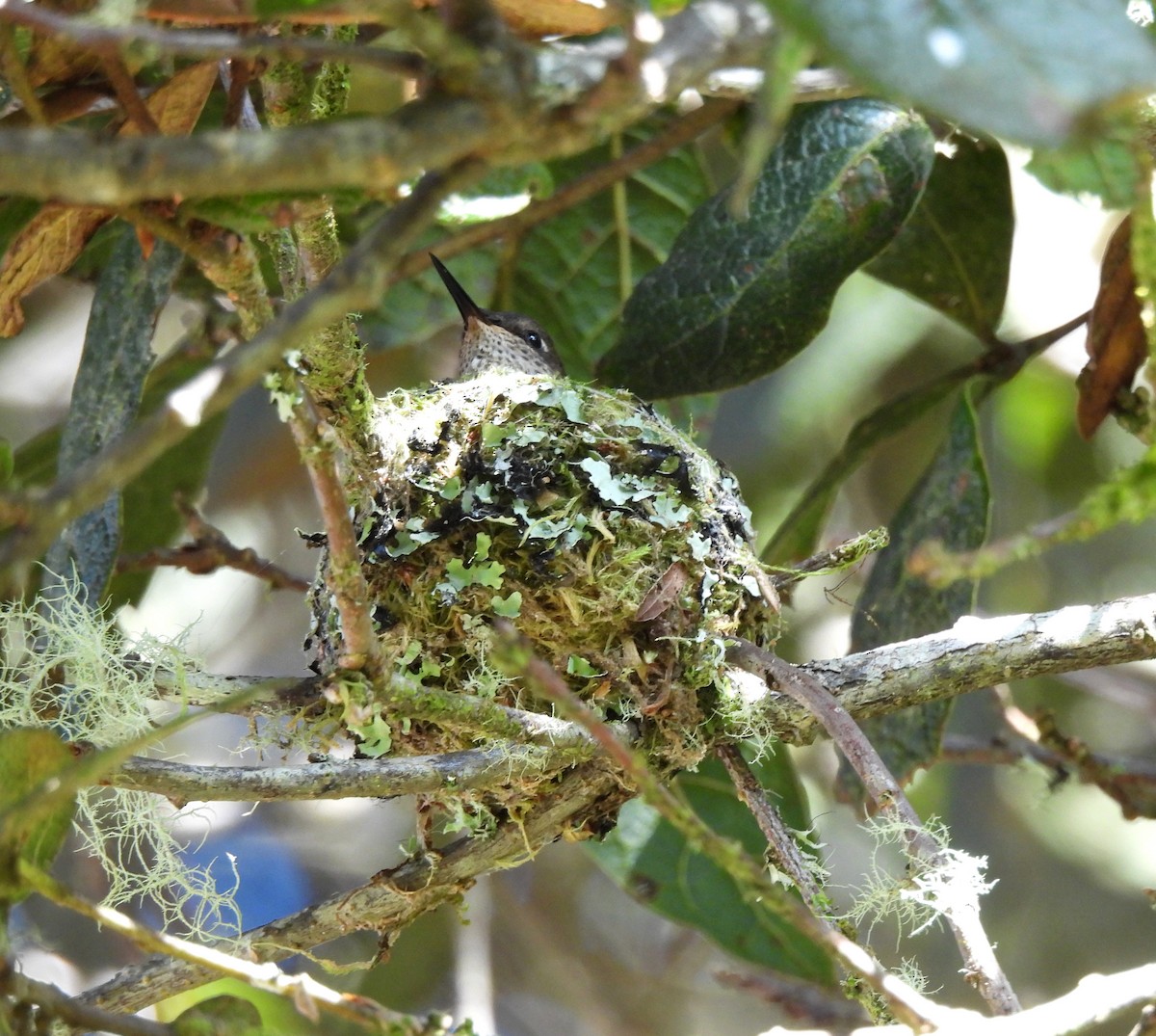 Volcano Hummingbird - ML623622249