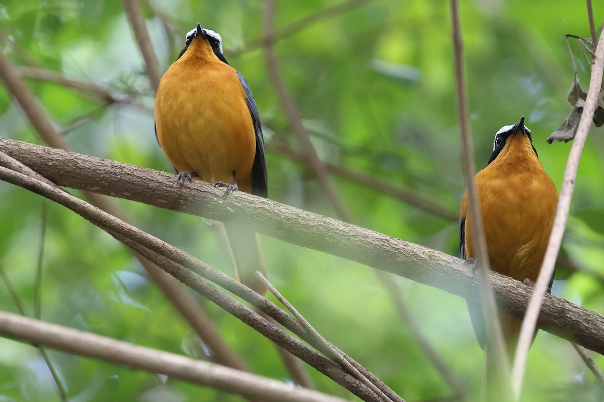 White-browed Robin-Chat - ML623622259