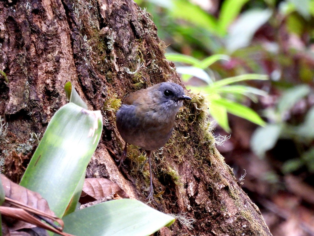 Black-billed Nightingale-Thrush - ML623622308