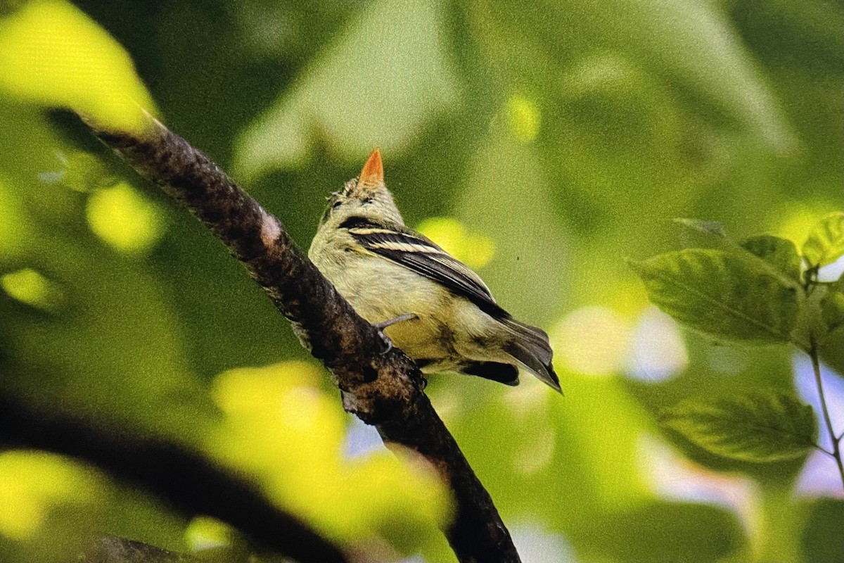 Yellow-bellied Flycatcher - ML623622314