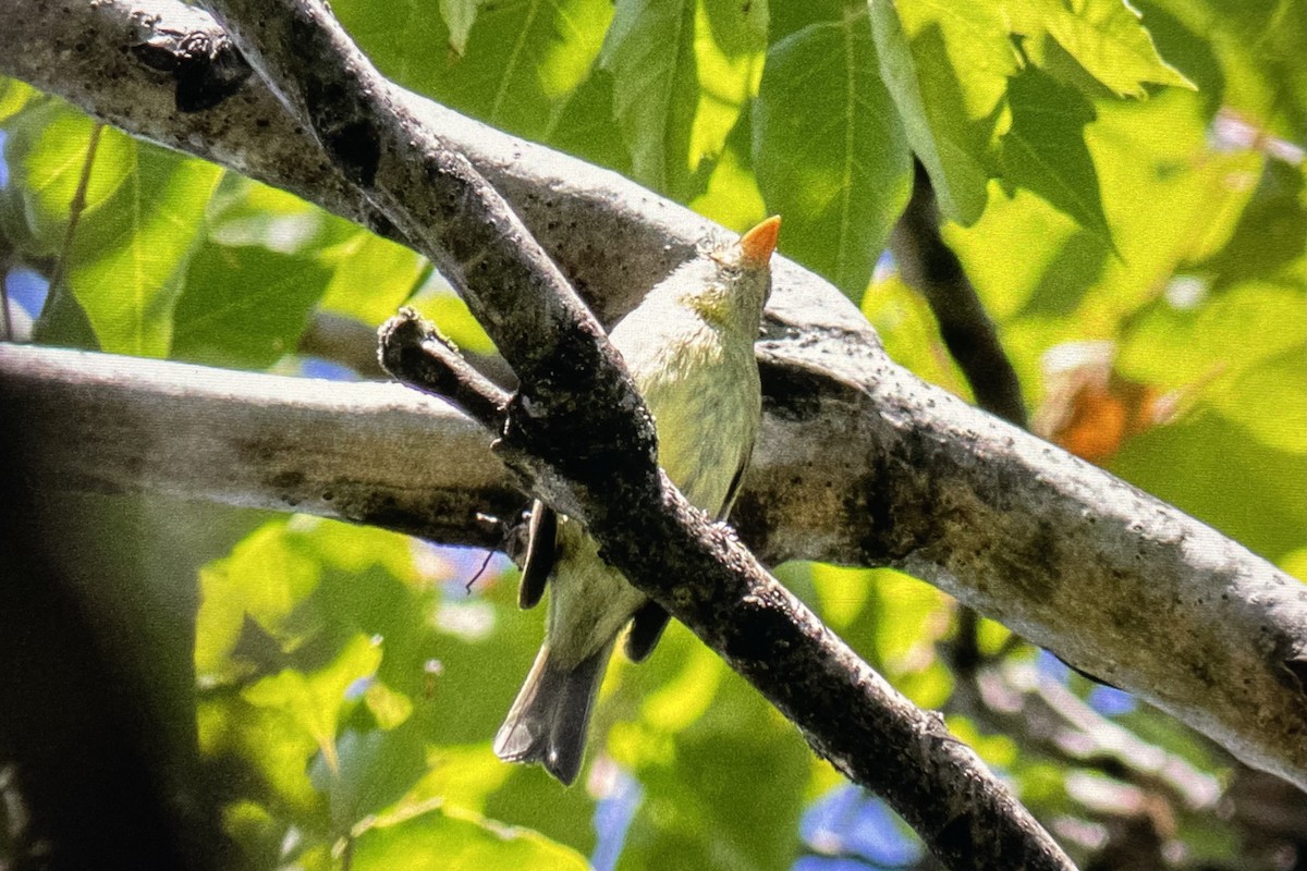 Yellow-bellied Flycatcher - ML623622315