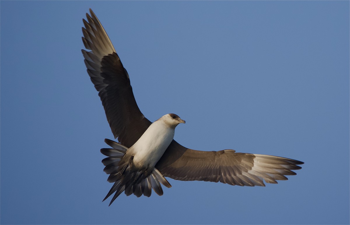 Parasitic Jaeger - ML623622319