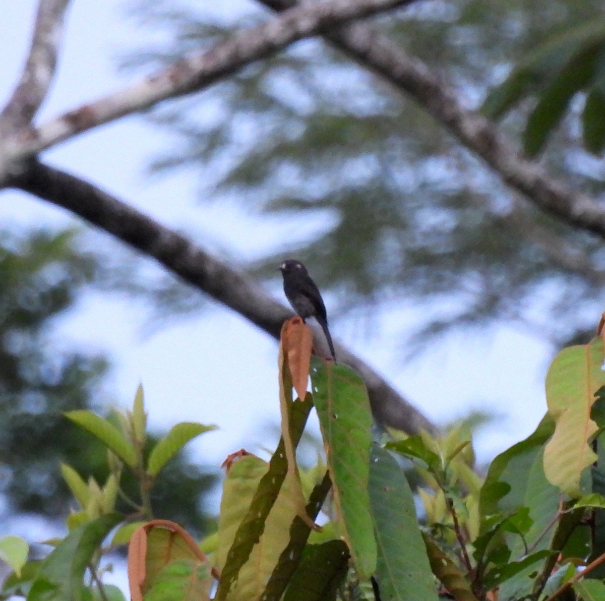 Long-tailed Tyrant - ML623622325