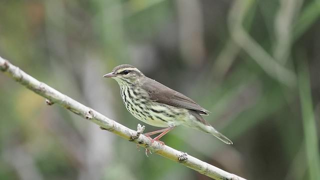 Northern Waterthrush - ML623622353