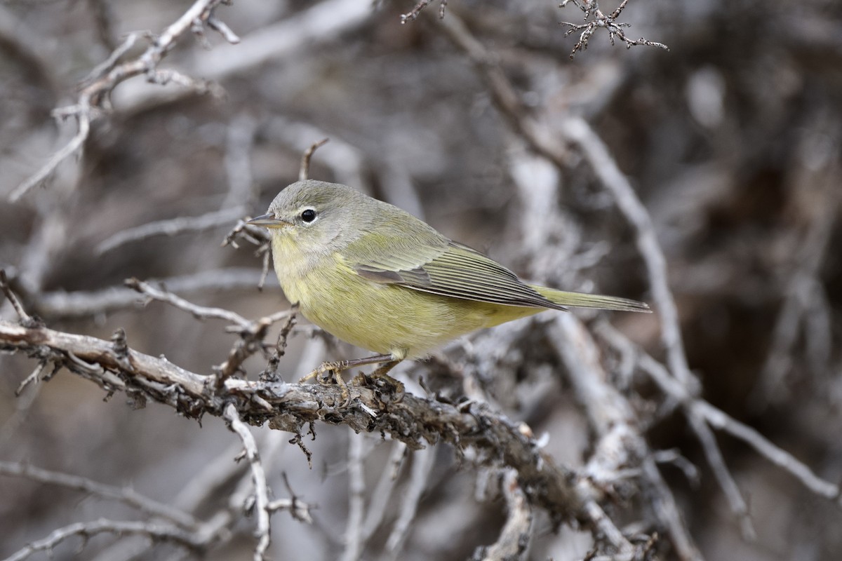 Orange-crowned Warbler - ML623622354