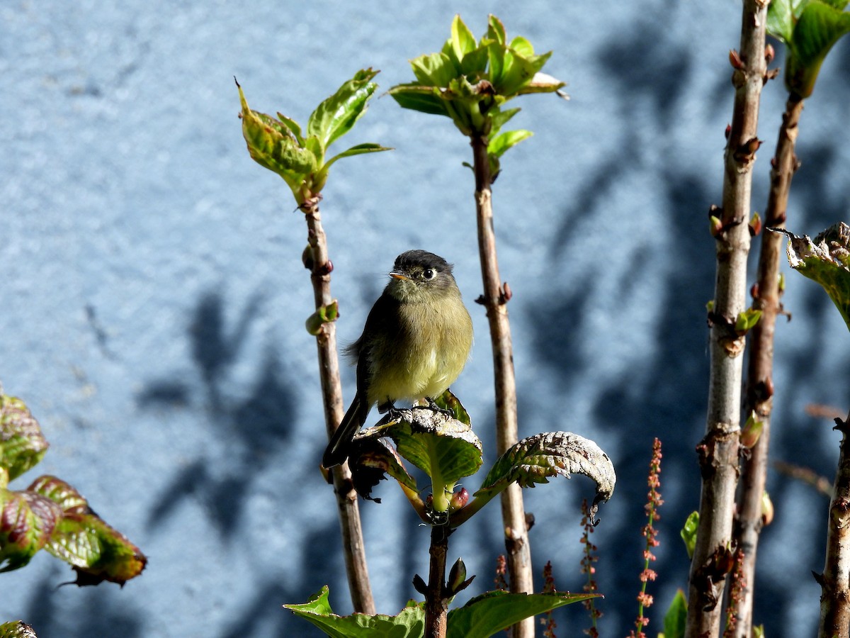 Black-capped Flycatcher - ML623622383