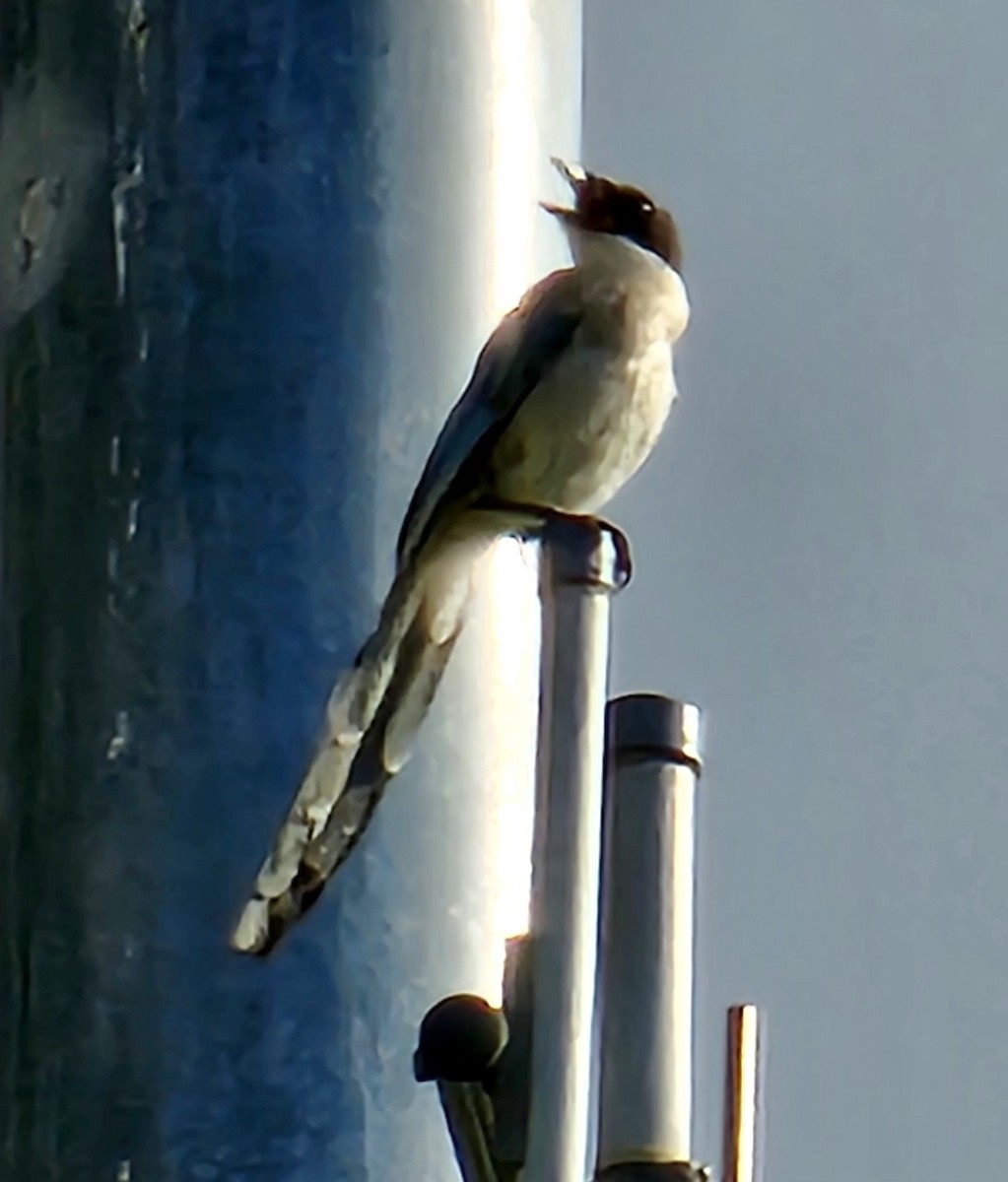 Azure-winged Magpie - ML623622389