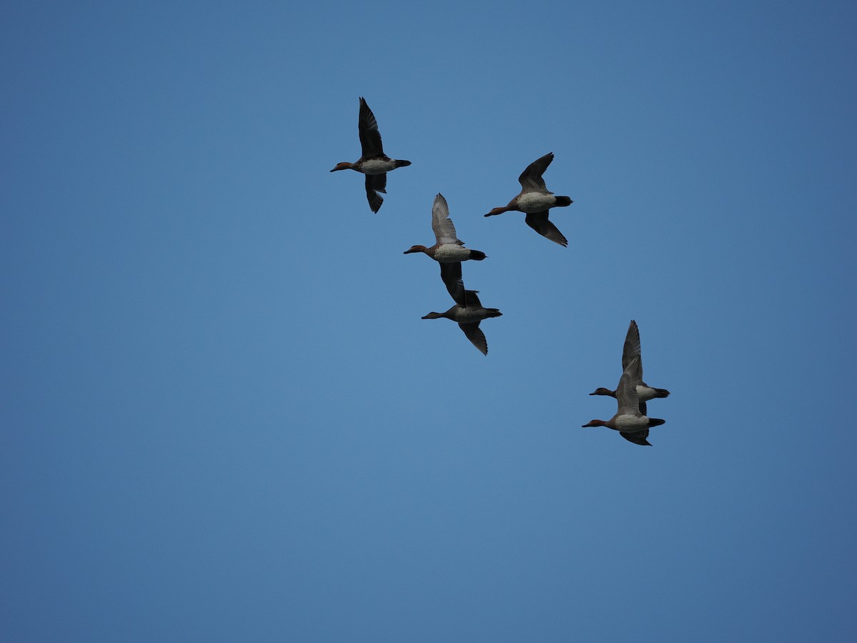 Eurasian Wigeon - ML623622442