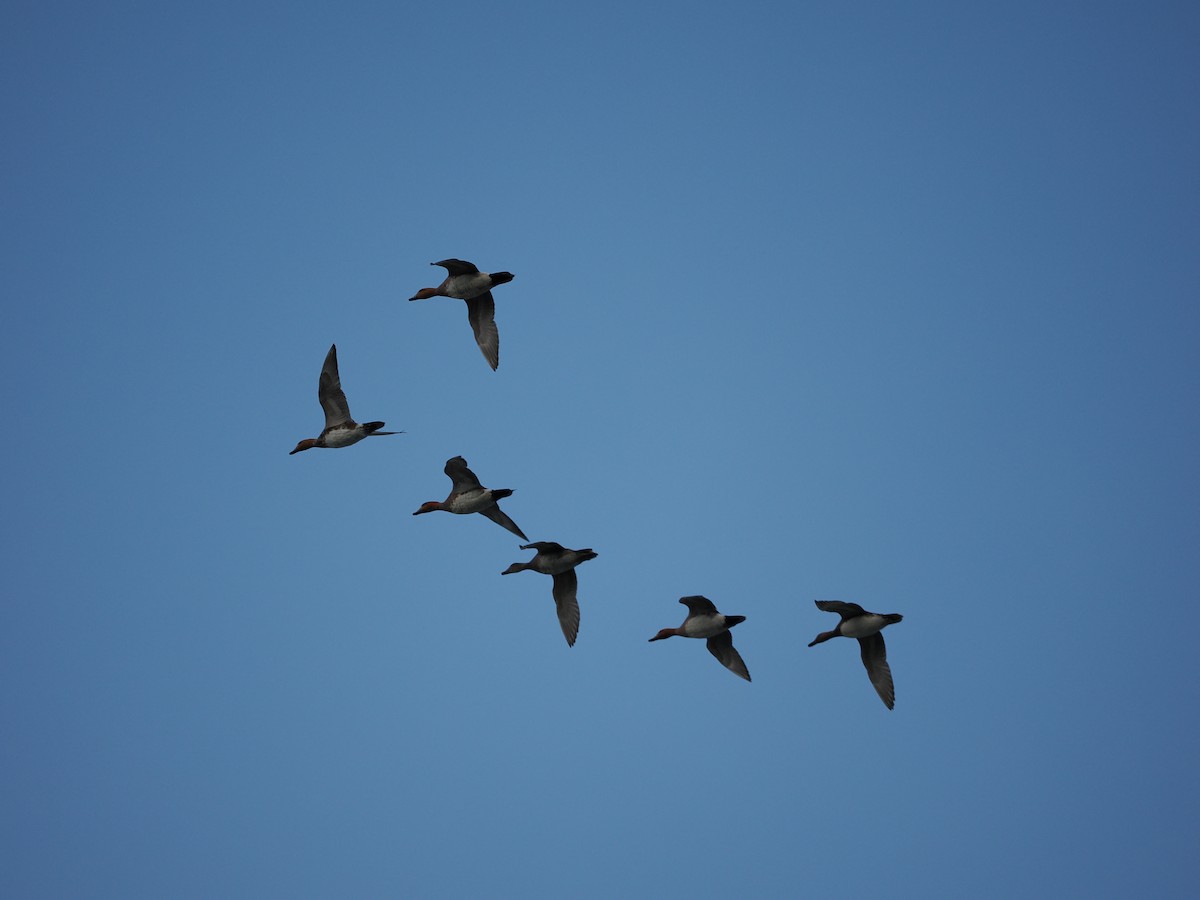 Eurasian Wigeon - ML623622443