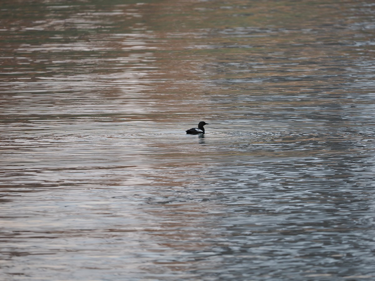 Black Guillemot (grylle Group) - ML623622475