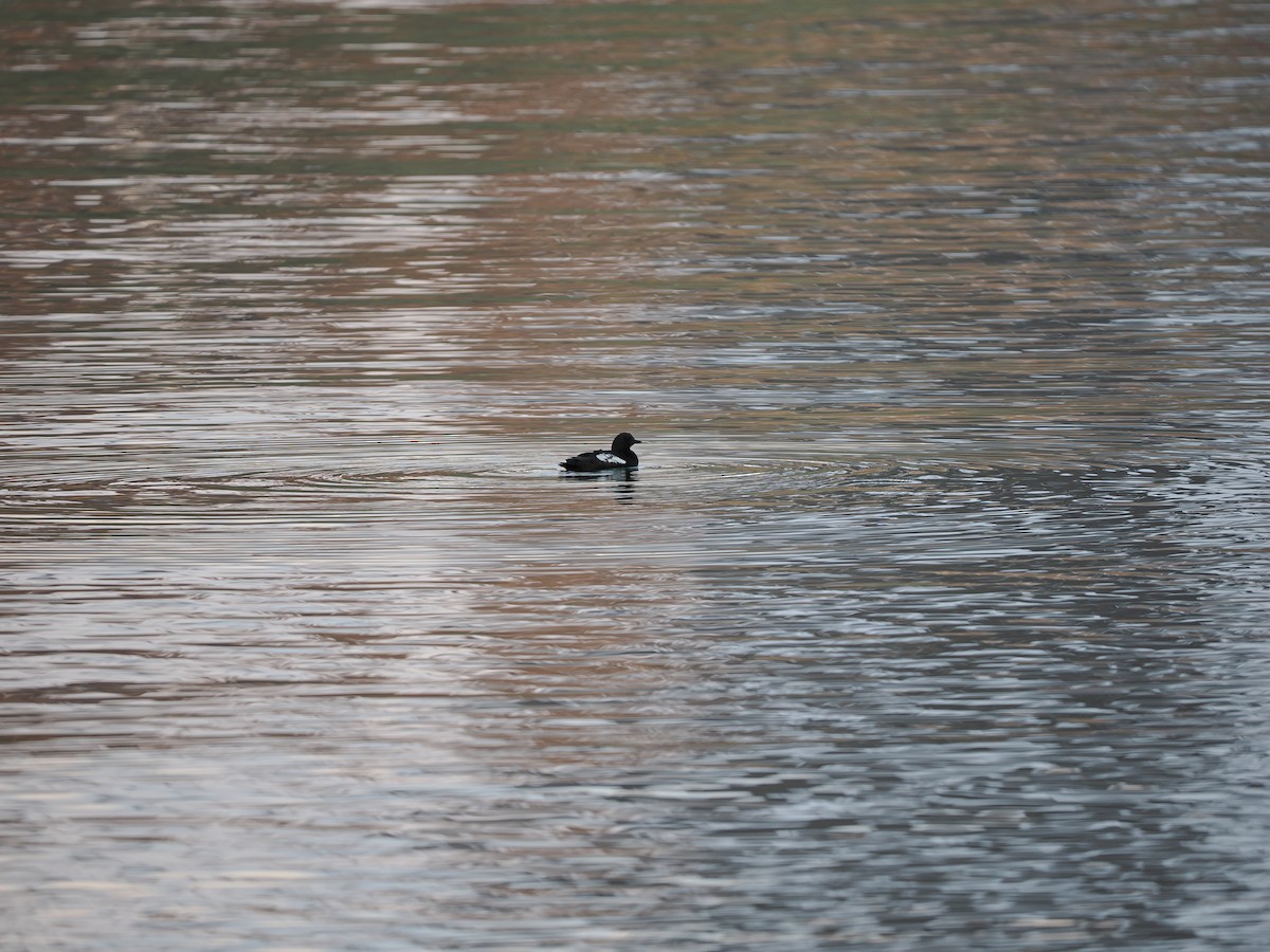 Black Guillemot (grylle Group) - ML623622476