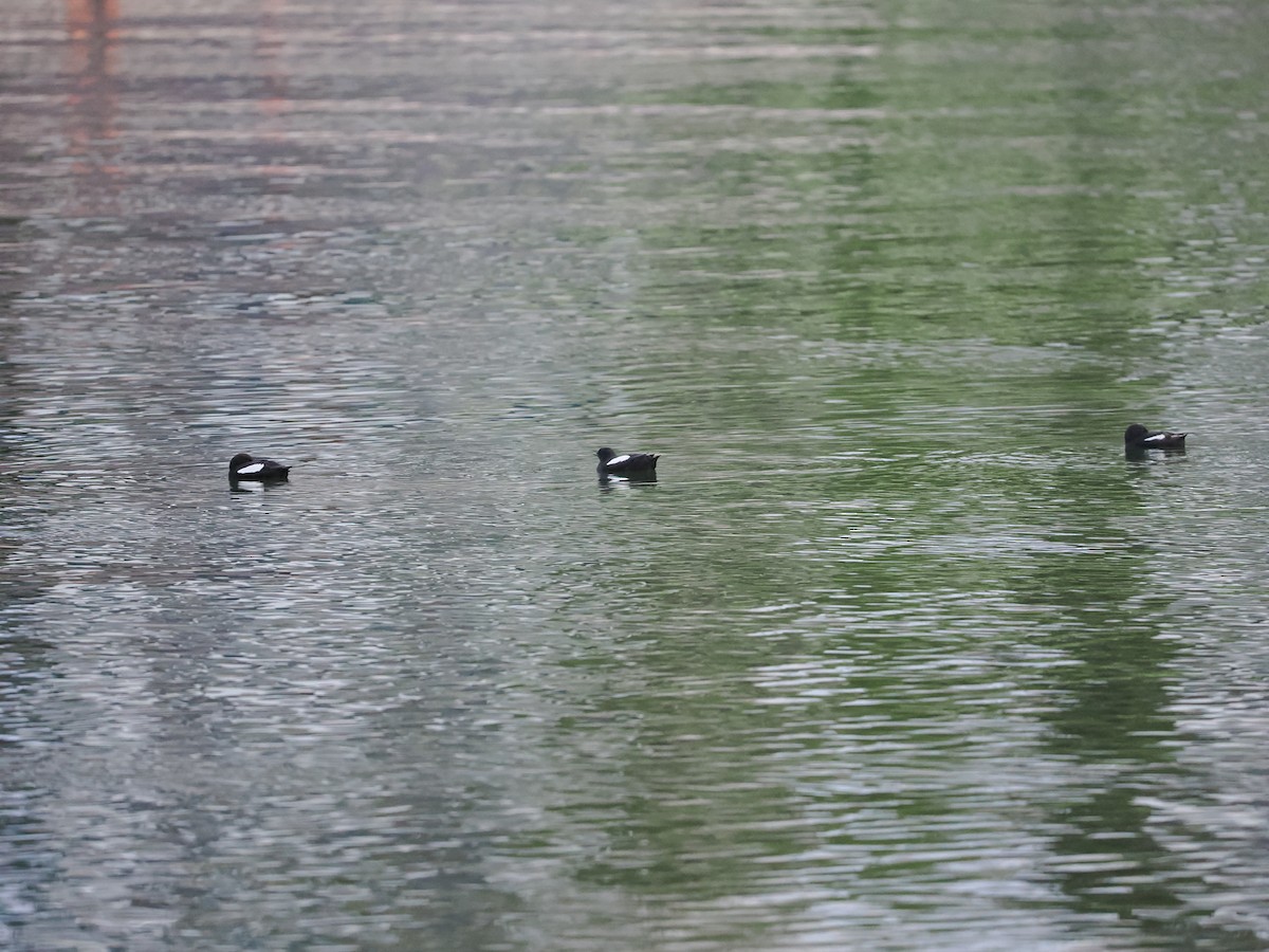 Black Guillemot (grylle Group) - ML623622477