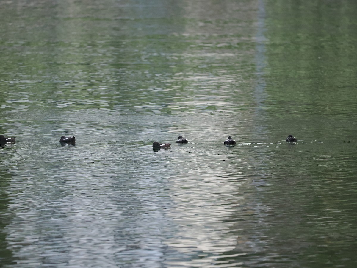 Black Guillemot (grylle Group) - ML623622478