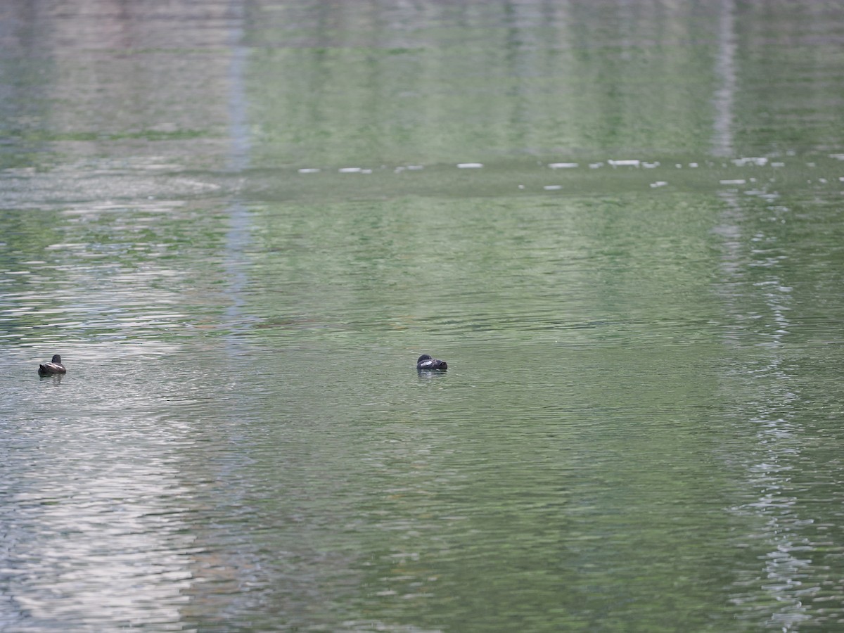 Black Guillemot (grylle Group) - ML623622479