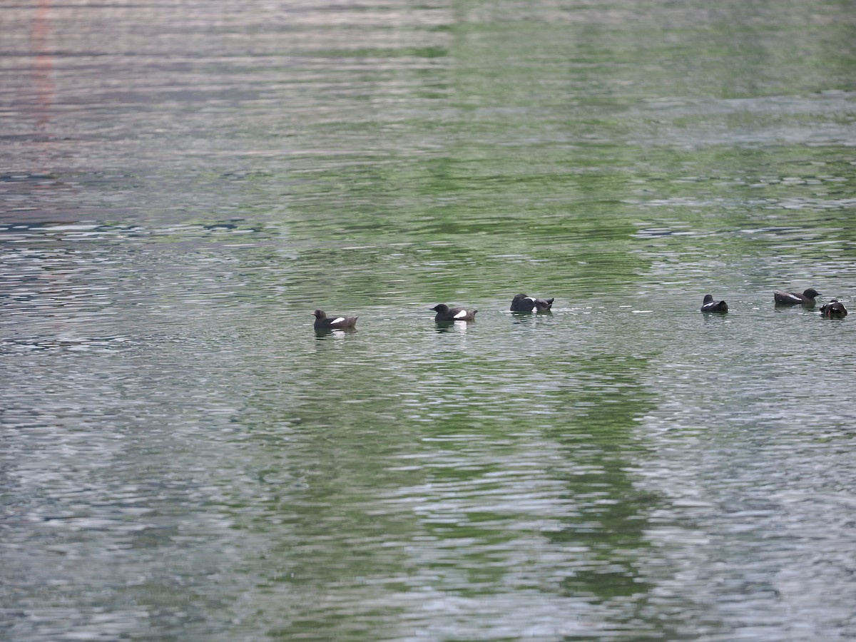 Black Guillemot (grylle Group) - ML623622480