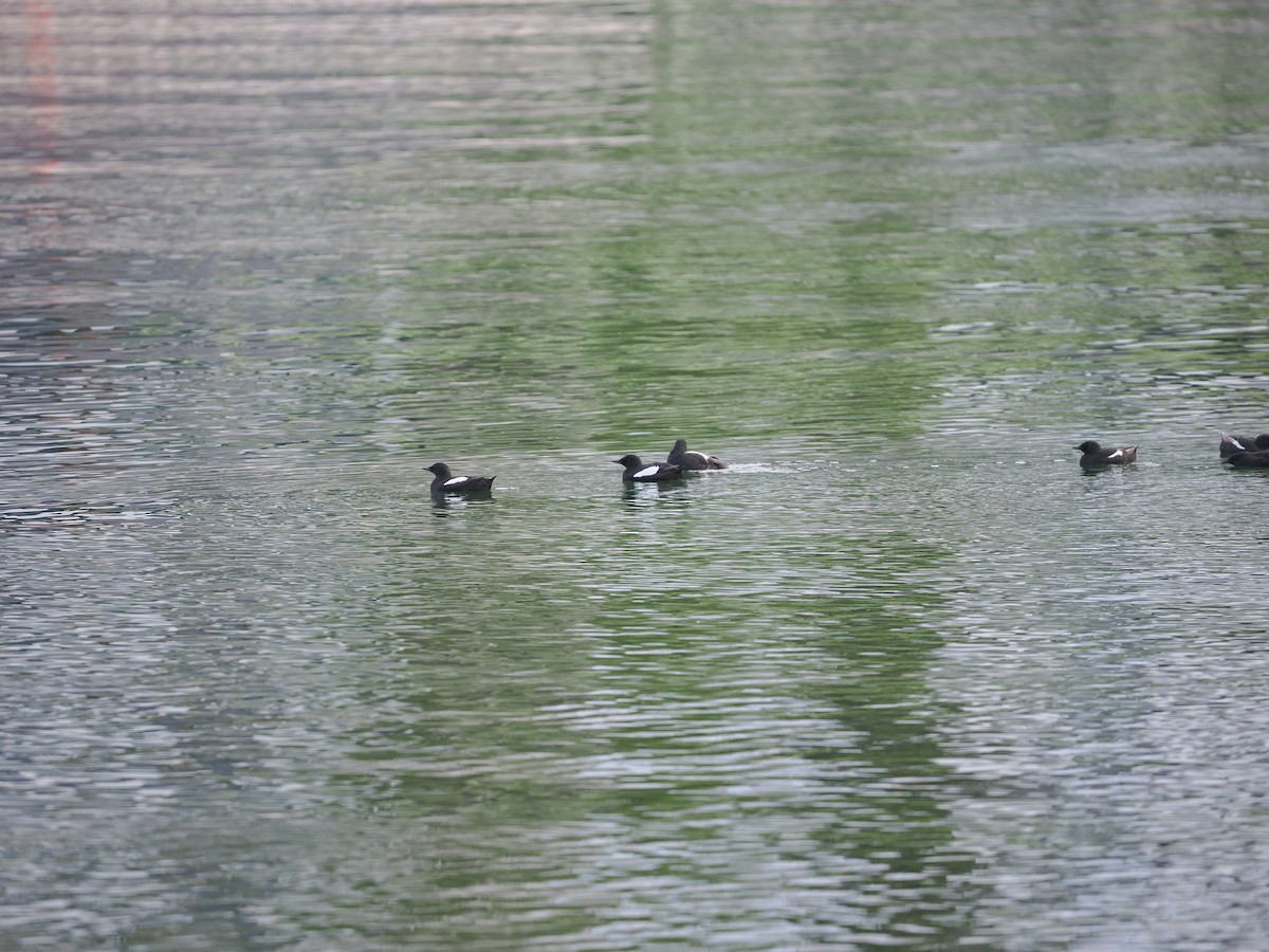 Black Guillemot (grylle Group) - ML623622481