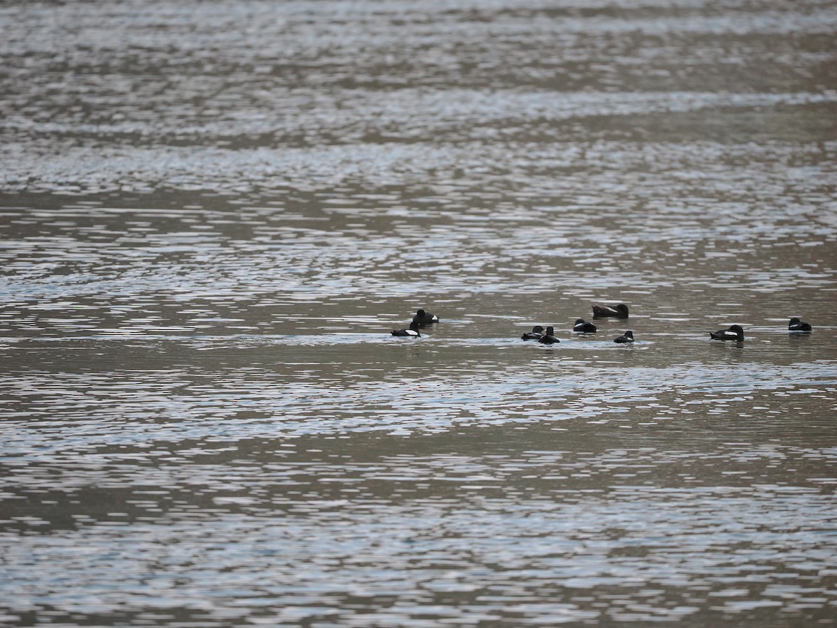 Black Guillemot (grylle Group) - ML623622482