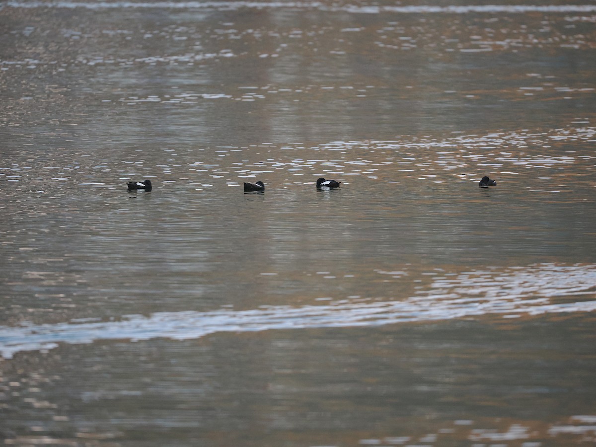 Black Guillemot (grylle Group) - ML623622483