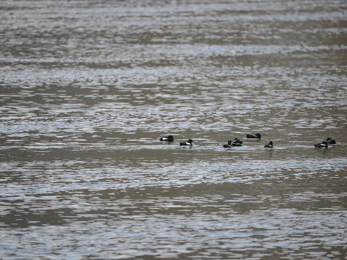 Black Guillemot (grylle Group) - ML623622484