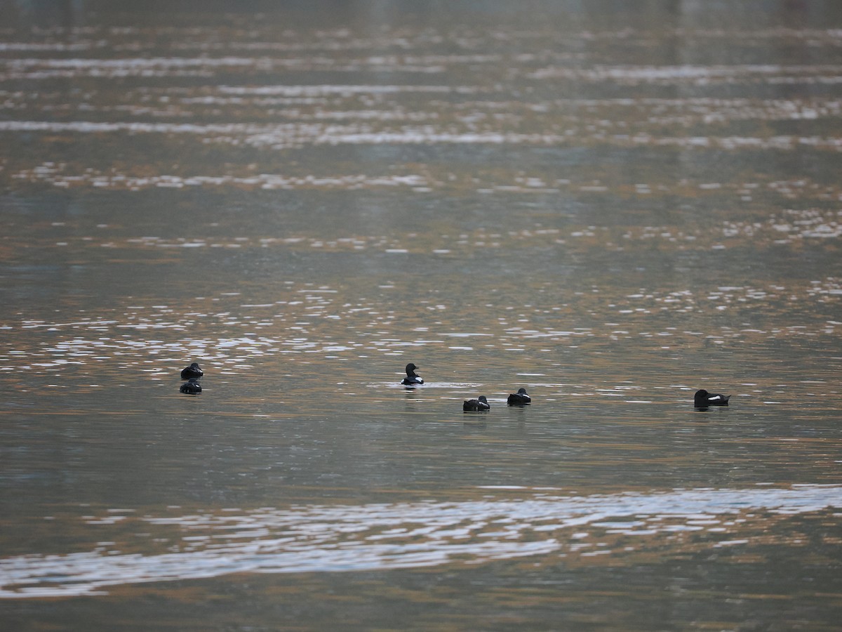 Black Guillemot (grylle Group) - ML623622485