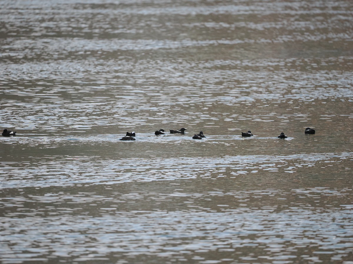 Black Guillemot (grylle Group) - ML623622486