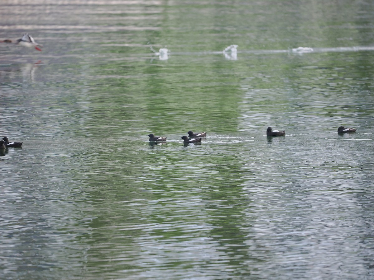 Black Guillemot (grylle Group) - ML623622487