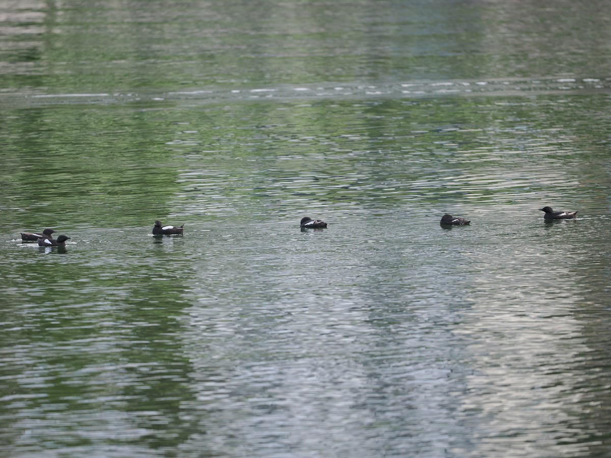 Black Guillemot (grylle Group) - ML623622488