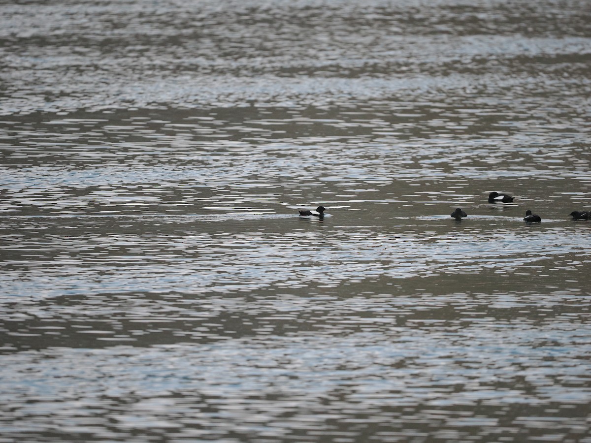 Black Guillemot (grylle Group) - ML623622489