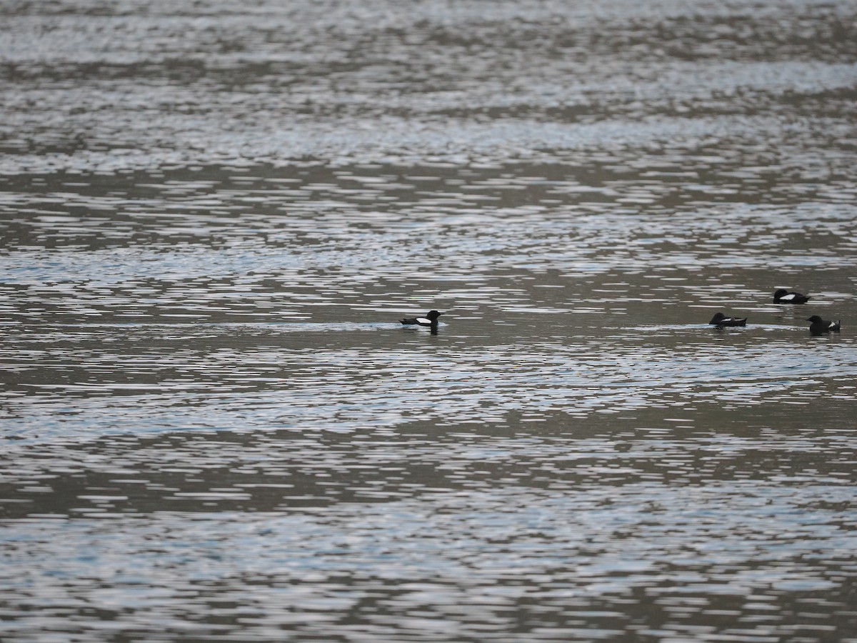 Black Guillemot (grylle Group) - ML623622490