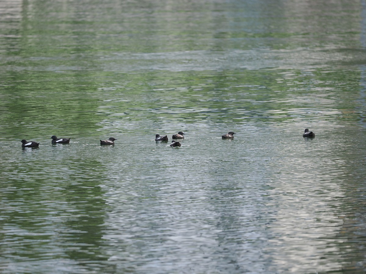 Black Guillemot (grylle Group) - ML623622491