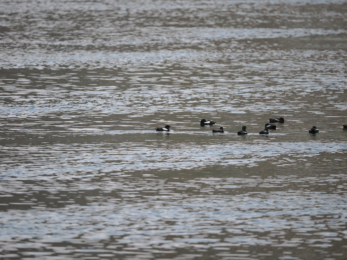 Black Guillemot (grylle Group) - ML623622492