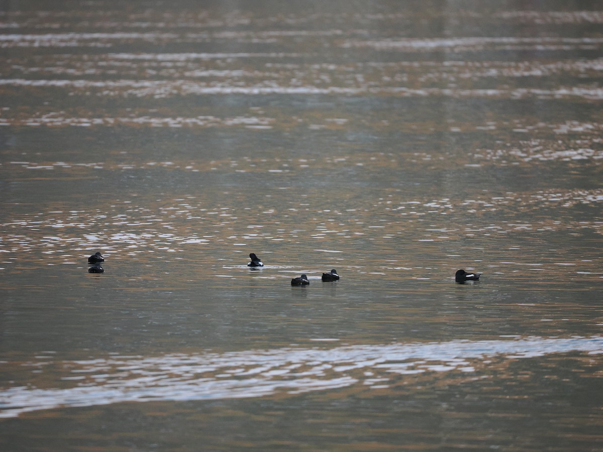 Black Guillemot (grylle Group) - ML623622493