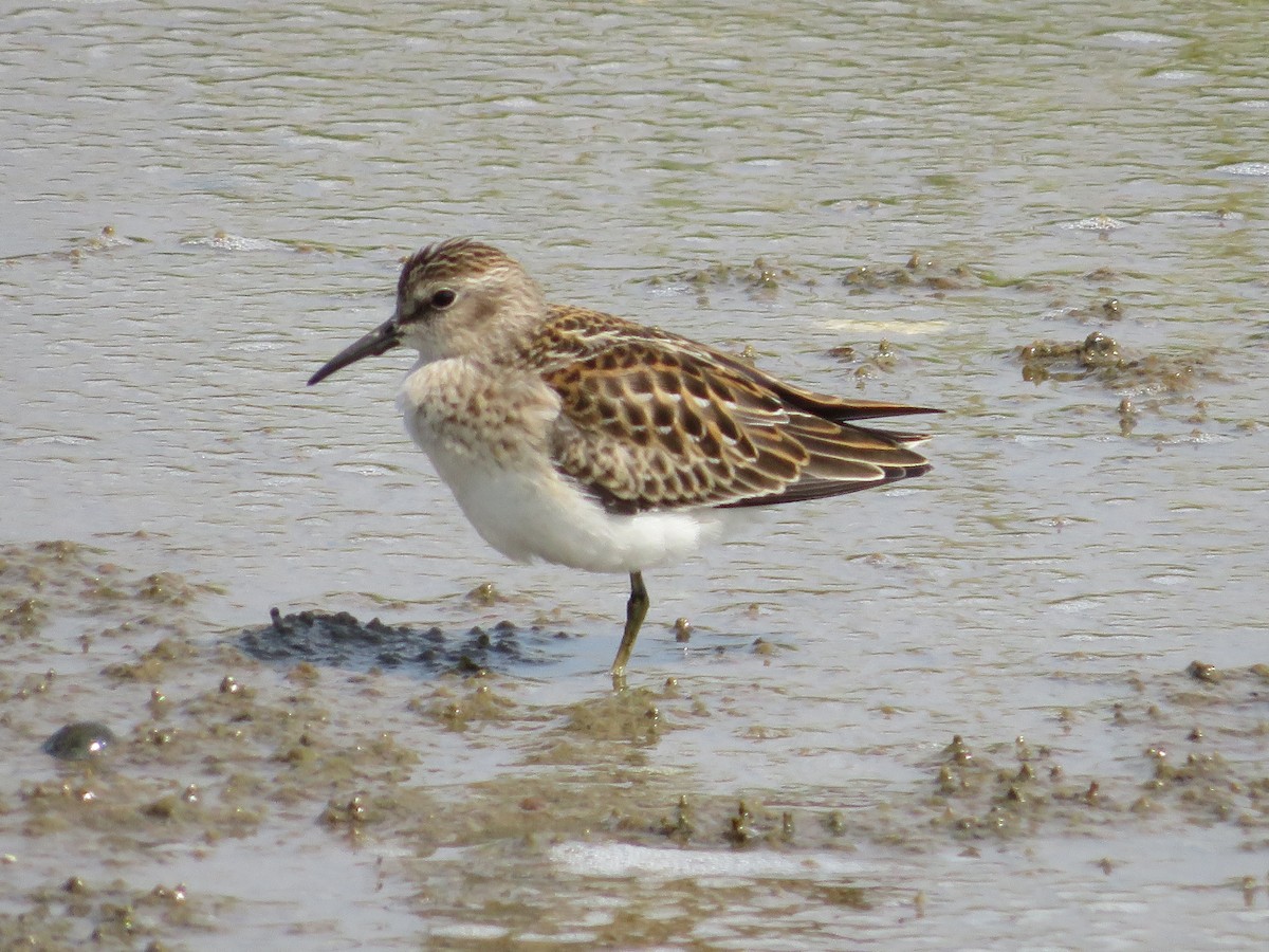 Least Sandpiper - Allan Burrage