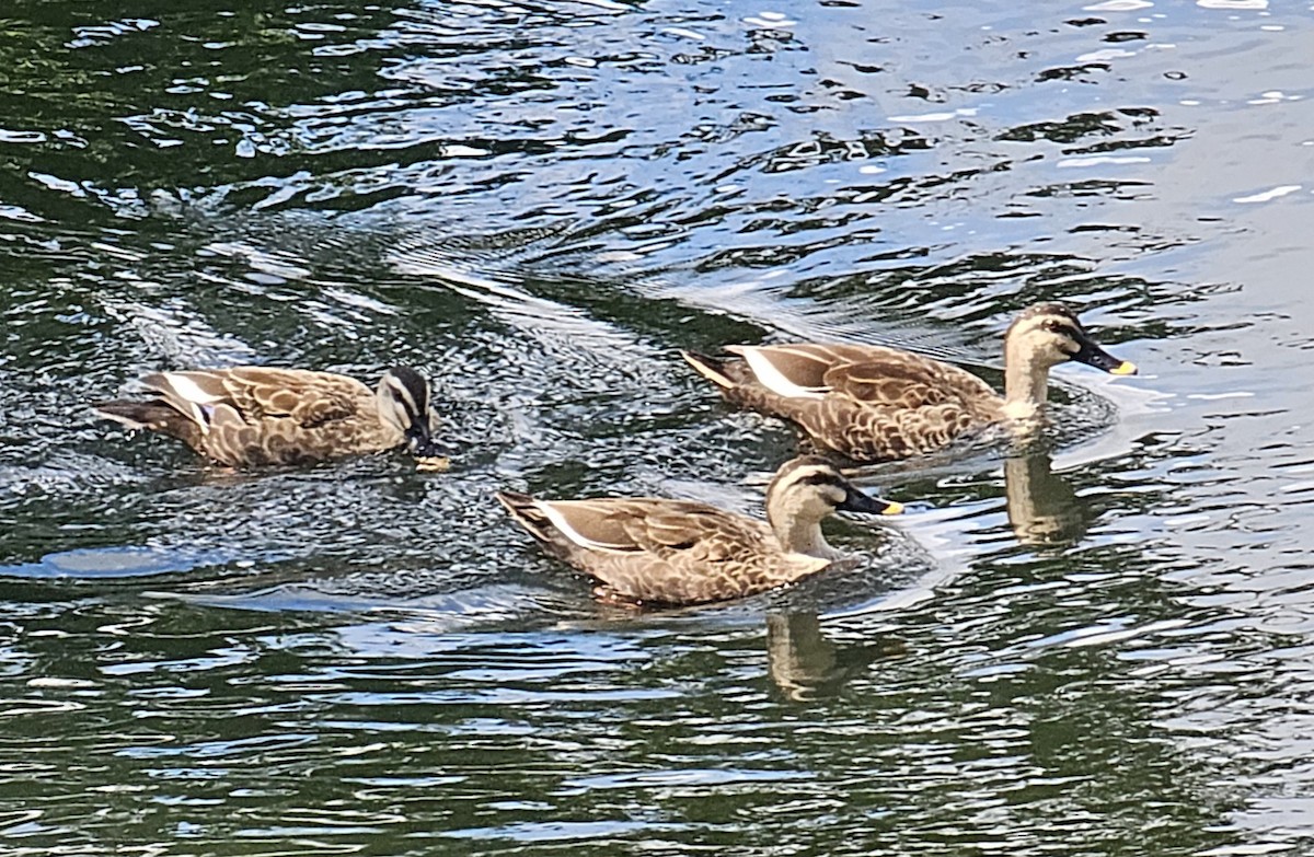 Eastern Spot-billed Duck - ML623622540