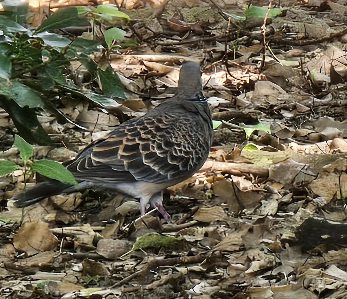 Oriental Turtle-Dove - ML623622547