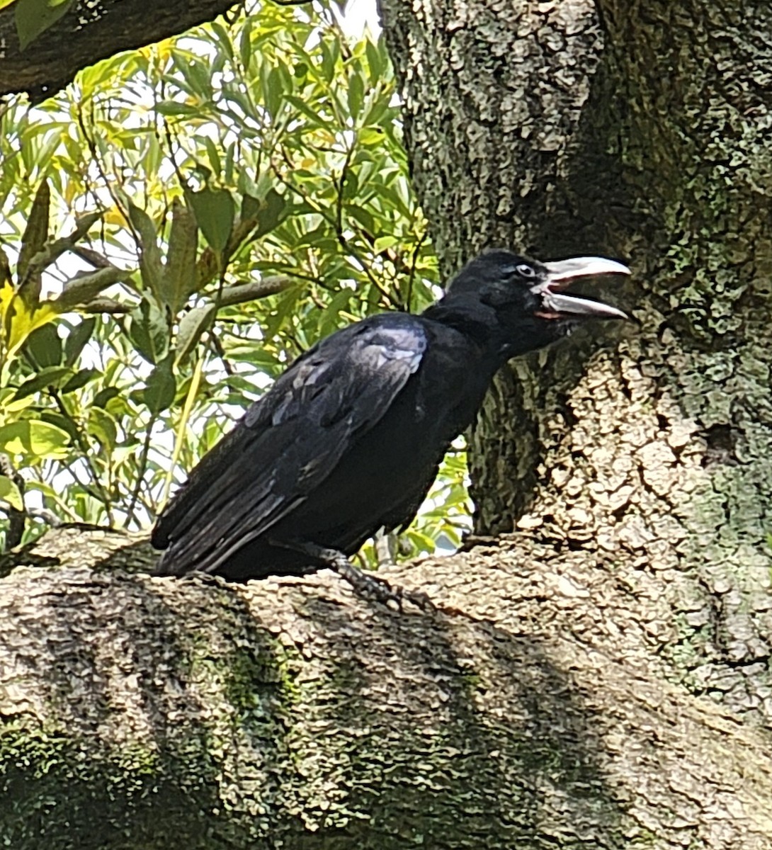 Large-billed Crow - ML623622551