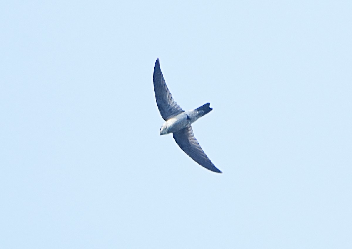Himalayan Swiftlet - ML623622596