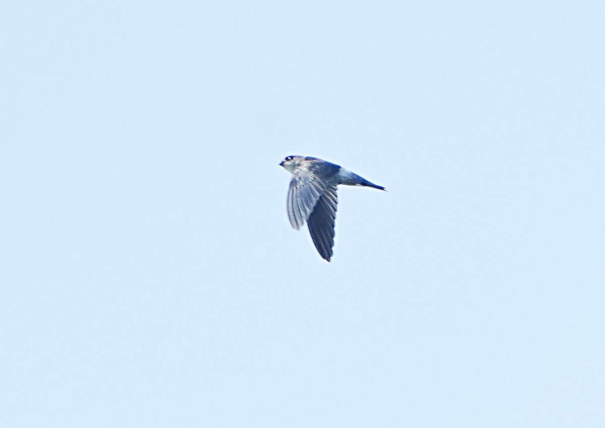 Himalayan Swiftlet - ML623622597
