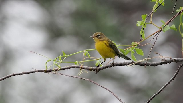 Prairie Warbler - ML623622687