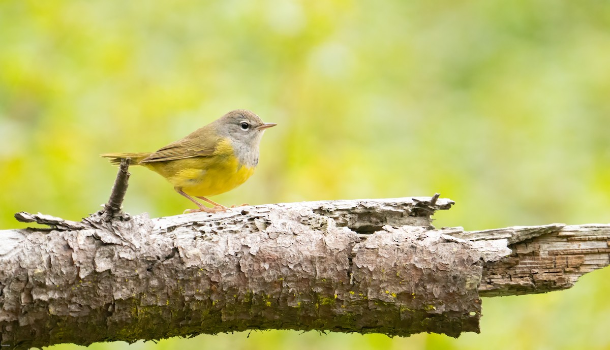 MacGillivray's Warbler - Yvonne Wright