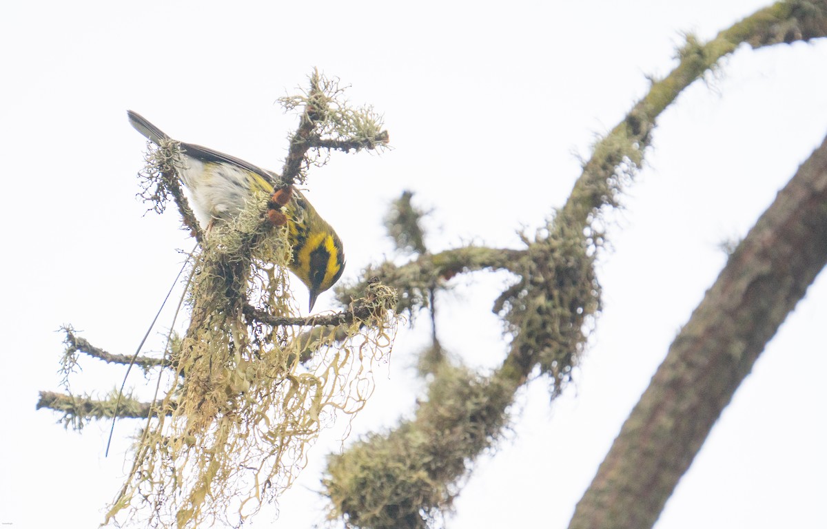 Townsend's Warbler - ML623622777