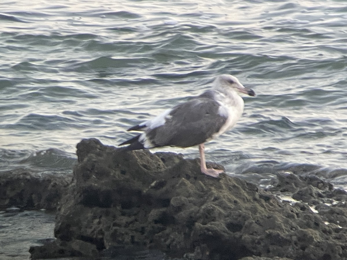 Western Gull - ML623622803