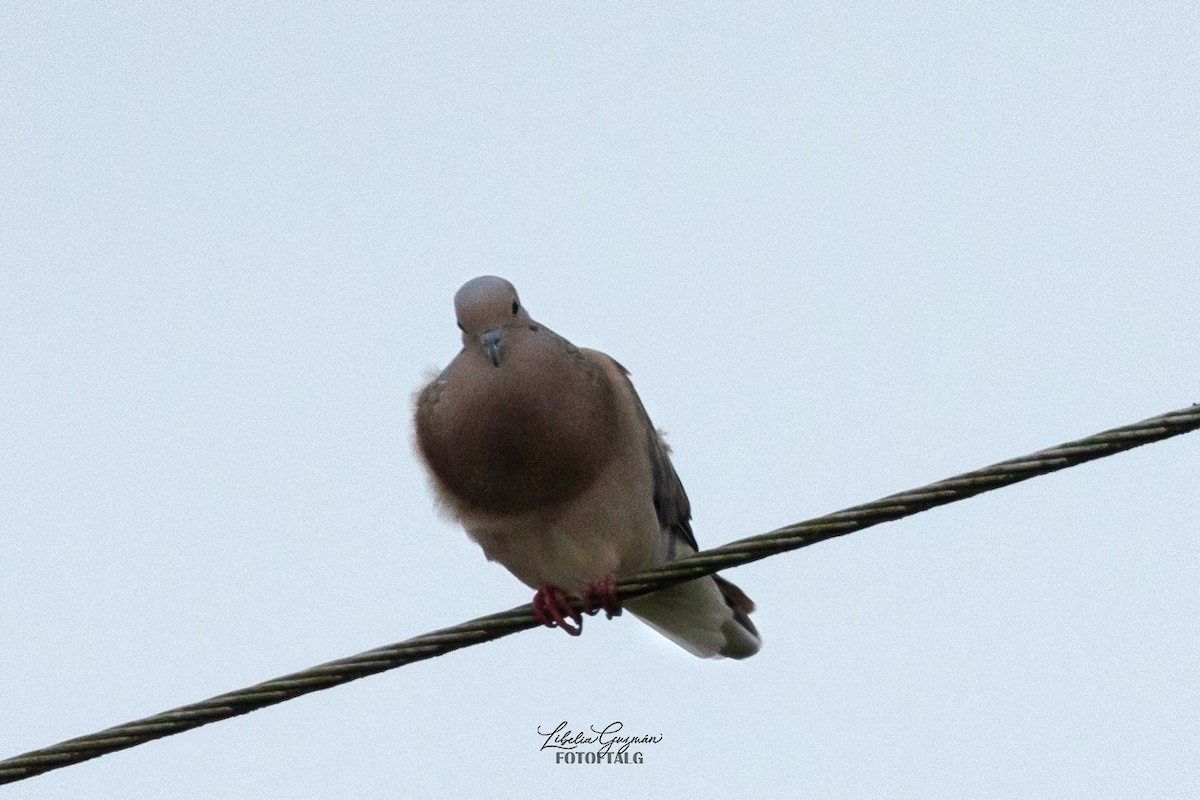 Eared Dove - ML623622894