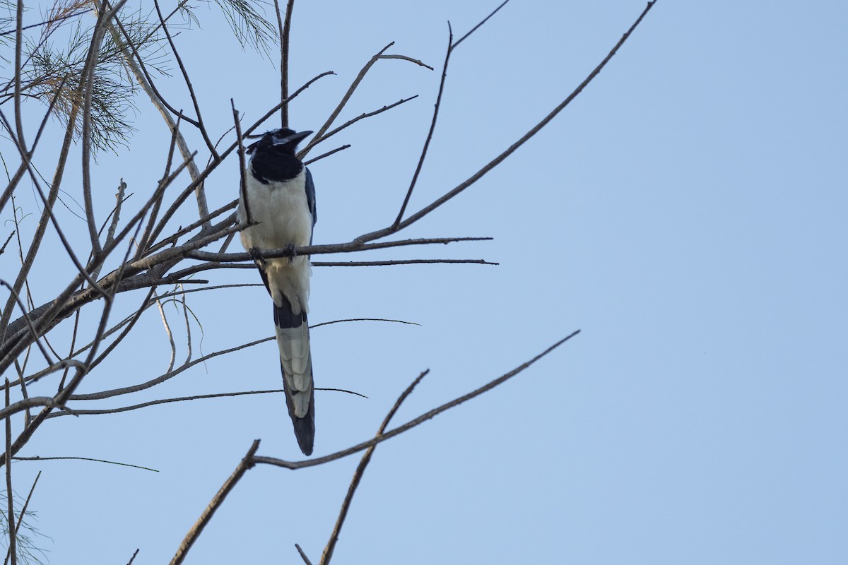 Black-throated Magpie-Jay - Doug Whitman