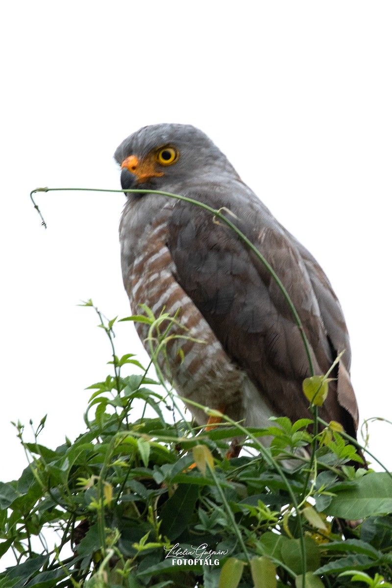 Roadside Hawk - ML623622906