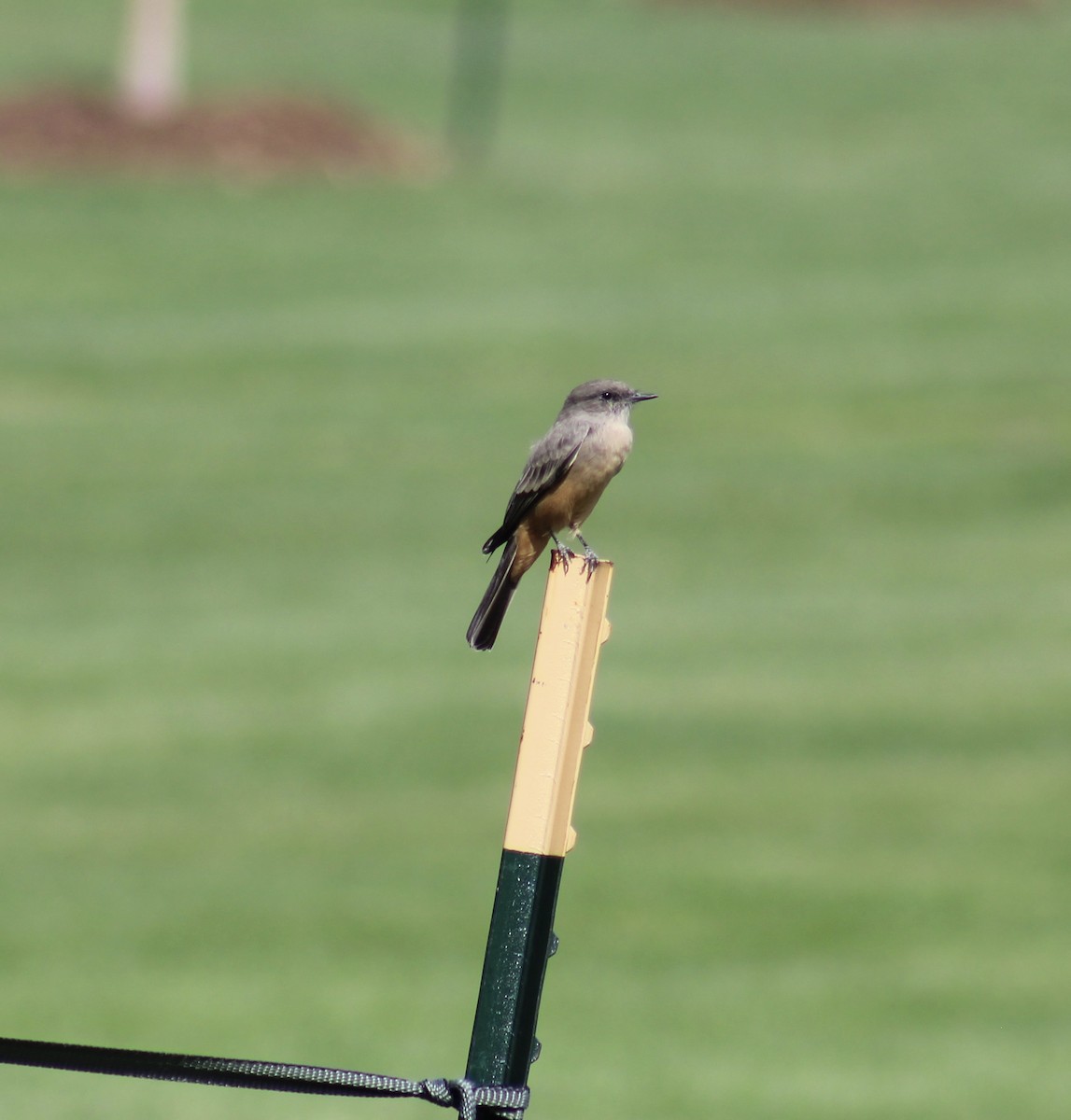 Say's Phoebe - ML623622911