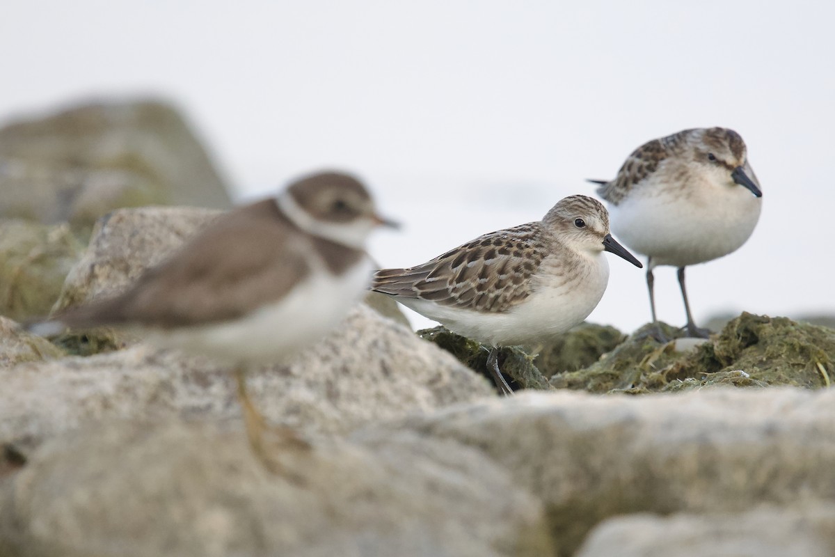 Semipalmated Sandpiper - ML623622916