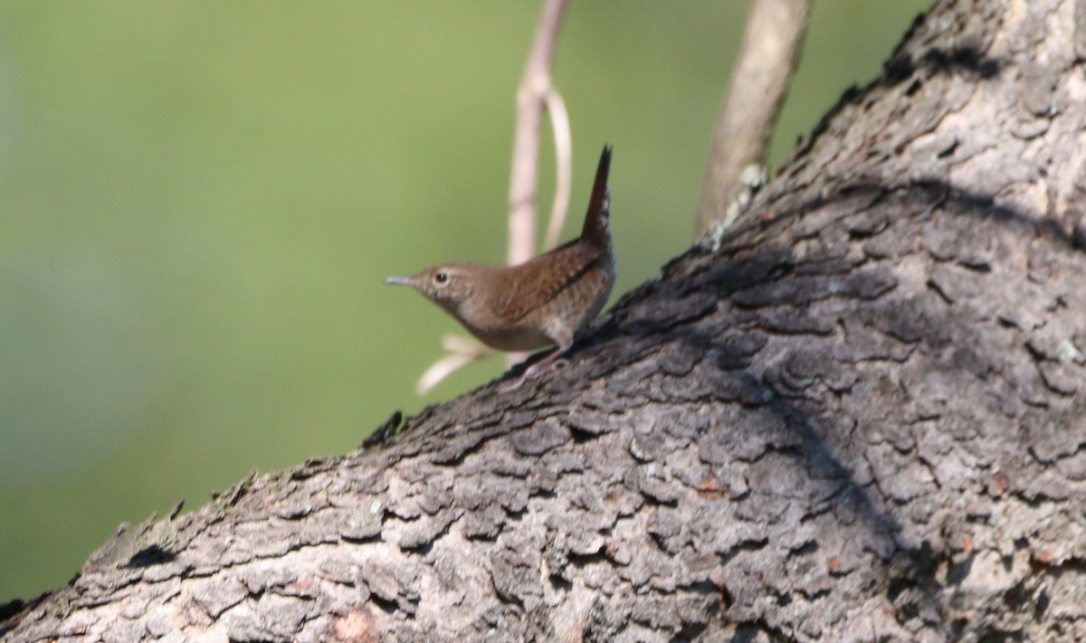 House Wren - ML623622974